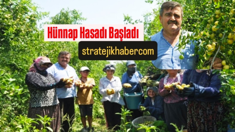 Tarsus'ta Hünnap Hasadı Başladı