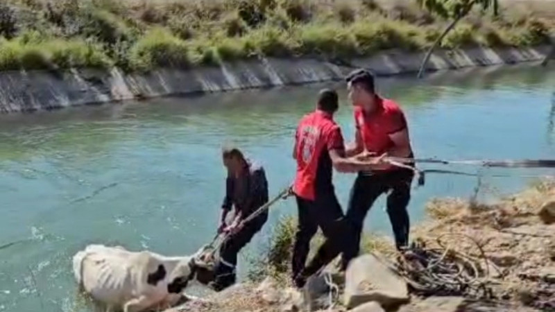 Tarsus'ta Sulama Kanalına Düşen İnek kurtarıldı