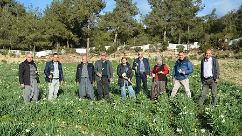 Tarsus Nergis Festivali Pazar Günü Yapılacak