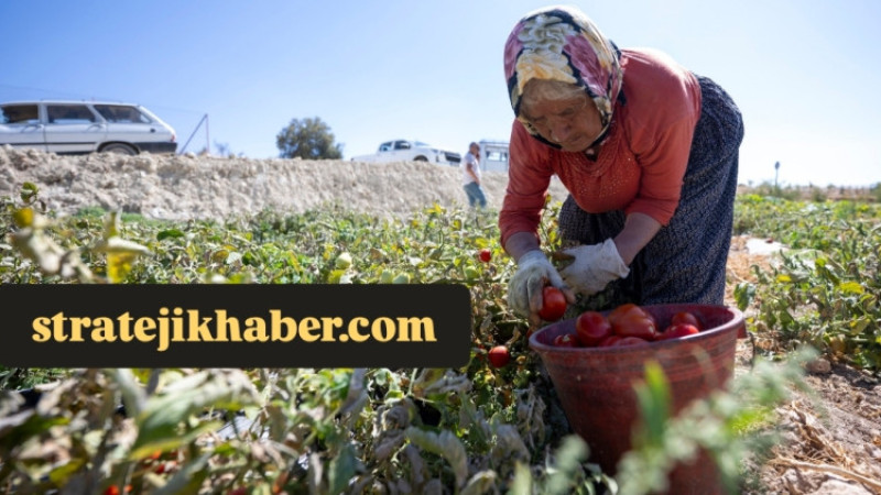 Çukurova'da Tarım İşçilerinin Yevmiyesi 1.385 Tl Olarak Güncellendi