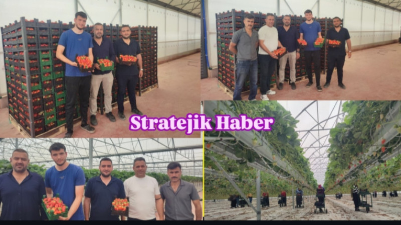 Haskara Firması Tarsus'u Organik Çilek Üretiminin Üssü Yapacak 